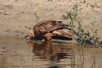 Portrait of a Long-legged Buzzard drinking water from a lake
