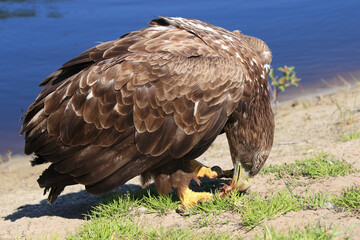 A portrait of a White-tailed Eagle eating on the river bank
