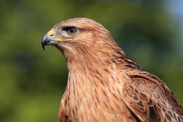 Portrait of a Long-legged Buzzard against a green background
