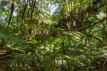 Palm trees and ferns at Coromandel Peninsula island New Zealand