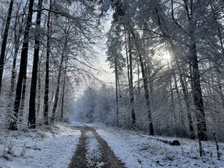 Winter sun rays nature walk - nature photography