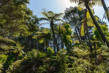 Foto auf Acrylglas Palm trees and ferns at Coromandel Peninsula island New Zealand © Robin