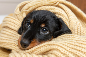very young puppy of a wire-haired dachshund sleeps on bed under blanket.