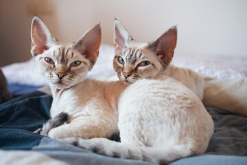 Two adorable Devon Rex kittens snuggle close in bed. The peaceful expressions on their faces show they are in deep slumber.  Sweet moment of sibling love comfort is the epitome of domestic bliss