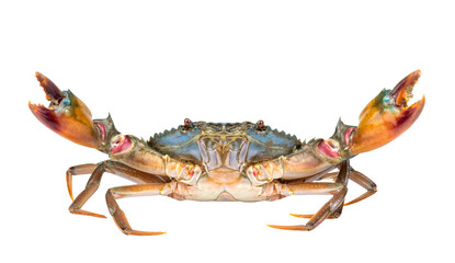 Scylla serrata. Mud crab isolated on white background. Fresh raw materials for seafood restaurant concept. Live giant mud crab with big claw. © ISENGARD