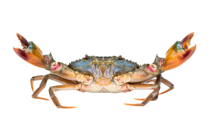 Scylla serrata. Mud crab isolated on white background. Fresh raw materials for seafood restaurant concept. Live giant mud crab with big claw.