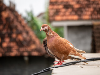 brown dove is above the house