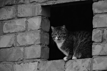 cat sitting in brick wall hole made for window