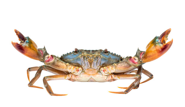 Scylla serrata. Mud crab isolated on white background. Fresh raw materials for seafood restaurant concept. Live giant mud crab with big claw.