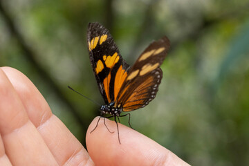 butterfly on hand