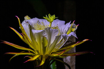 Flor de pitaia - pitaya