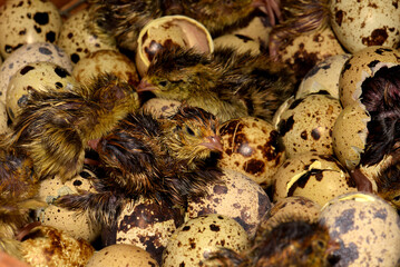 Newly hatched quail eggs.  Kharkov, Ukraine