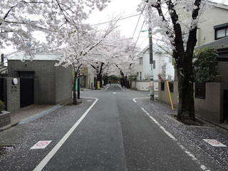住宅街の桜