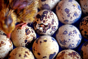 Newly hatched quail eggs.  Kharkov, Ukraine