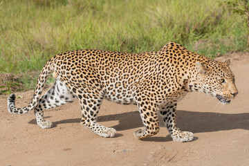 Leopard - Panthera crossing the road. Photo from Kruger National Park in South Africa.