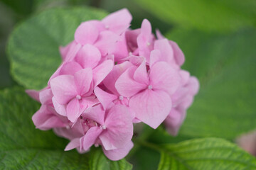 Fototapeta premium Pink hydrangea in the summer garden