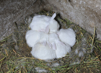 white baby rabbits sleep in the nest
