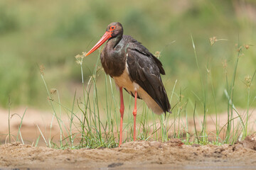 Black stork - Ciconia nigra on ground with light green background. Photo from Kruger National Park in South Africa.