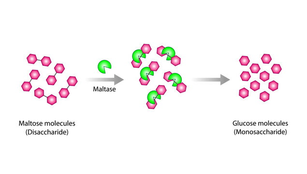 Carbohydrates Digestion. Maltase Enzyme catalyze Disaccharide Maltose Molecules to glucose Glucose Sugar Formation. Scientific Diagram. Vector Illustration.
