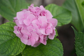 Pink hydrangea in the summer garden