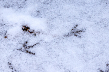 雪の上の小鳥の足跡