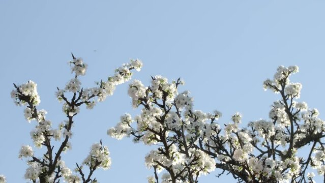 Plum blossoms. Branch with beautiful white spring plums flowers on tree. Nature scene with flowering plum trees in the early spring on blue sky background
