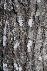 Tree bark backdrop