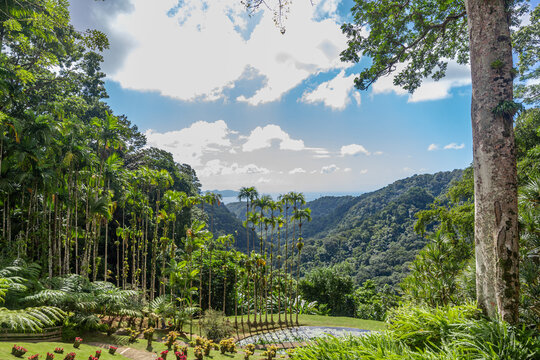View   from Jardin de Balata in Martinique, France