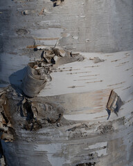 Birch bark background