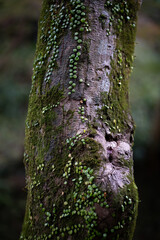 Parasite plant on tree surface in forest of Japan. 