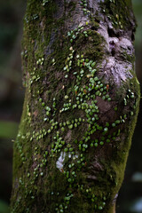 Parasite plant on tree surface in forest of Japan. 