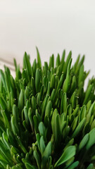 green grass with drops of water 