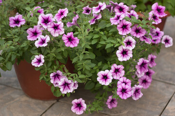 Obraz na płótnie Canvas Purple petunia in the pots