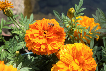 Orange Marigolds with a Hovering Honey Bee.