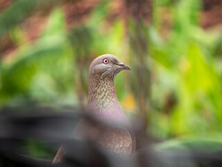 brown dove looking up