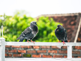 photo of 2 black doves standing on the fence of the house