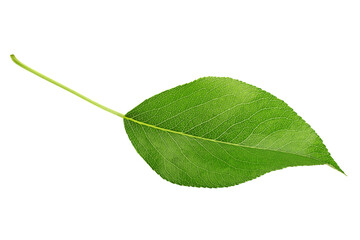 Pear tree leaf