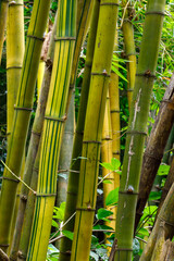 Bamboo tree trunk with green stripes alternating with yellow