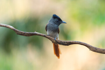 Blyth's Paradise-flycatcher  standing on branch of tree,