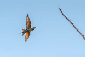 Chestnut Headed Bee Eater standing on branch of tree,