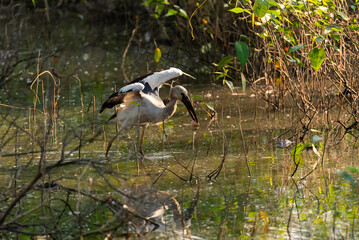 Asian Openbill in the rain forest