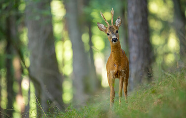 Roe Deer buck (Capreolus Capreolus)
