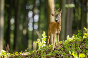 Roe Deer buck (Capreolus Capreolus)