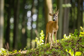 Foto auf Acrylglas Roe Deer buck (Capreolus Capreolus) © Karel
