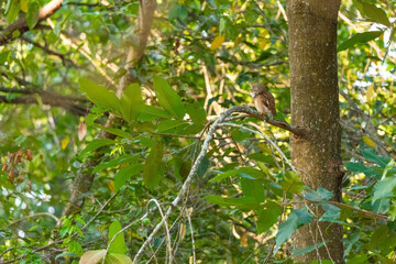 Fototapeta premium Collared Owlet in the rain forest