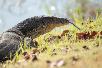 The water monitor stock photo