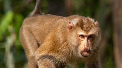 Monkey drinking water in puddles on the ground