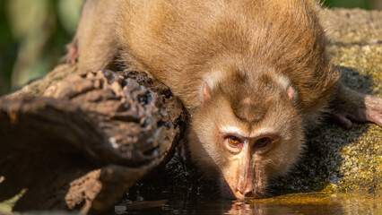 Monkey drinking water in puddles on the ground