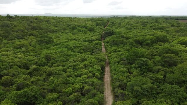 paisagem da caatinga no inverno, caatinga no inverno, caatinga verde, caatinga inverno, chuva na caatinga, caatinga de drone 