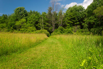 walking path through a meadow in litchfield connecticut